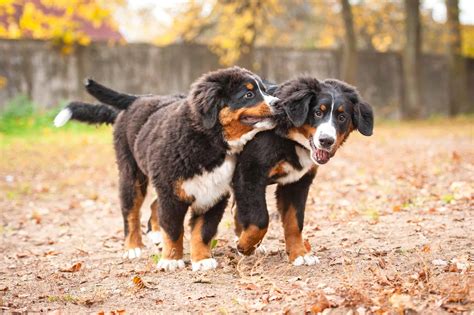 10 Best Bernese Mountain Dog Breeders (2024): Our Top 10 Picks!