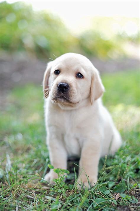 Labrador Retriever Puppies for Sale | Buckeye Puppies