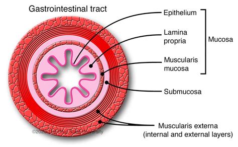 General histologic anatomy of the tubular digestive tract – Veterinary Histology