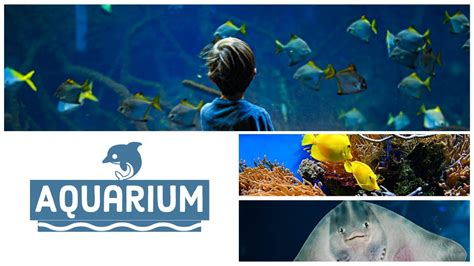 Aquarium Live Stream with Relaxing Music - YouTube