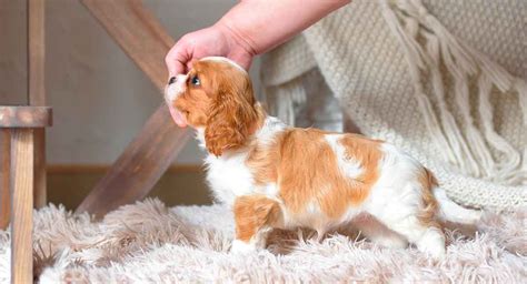 The teacup King Charles Cavalier is an even smaller version of this ...