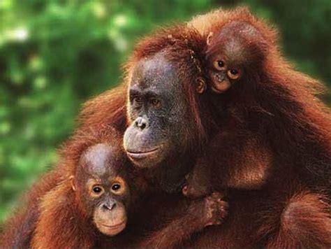 Orangutan Conservation in Sarawak