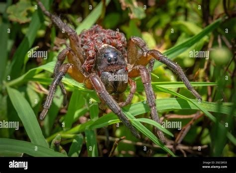 Spider babies mother hi-res stock photography and images - Alamy