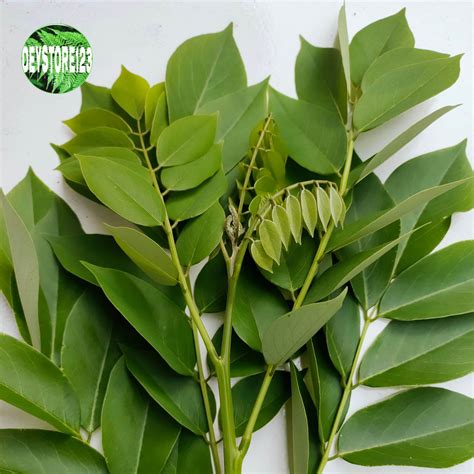 daun gamal segar per 1kg | Lazada Indonesia