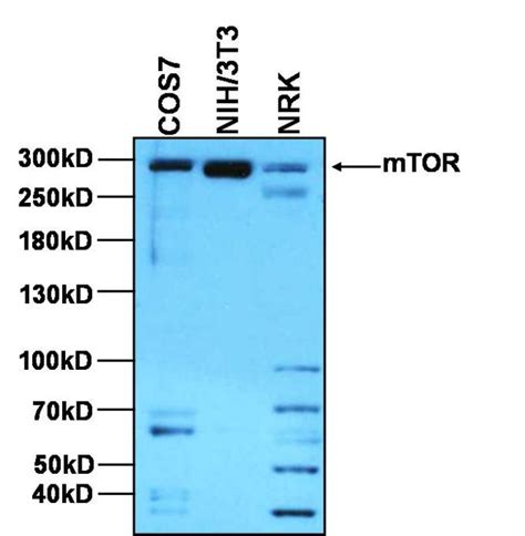 mTOR Antibody (PA1-518)