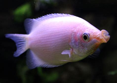 Kissing Gourami Fish Breed Profile