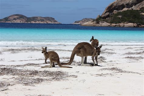 Kangaroos at Lucky Bay | My Bloggable Day