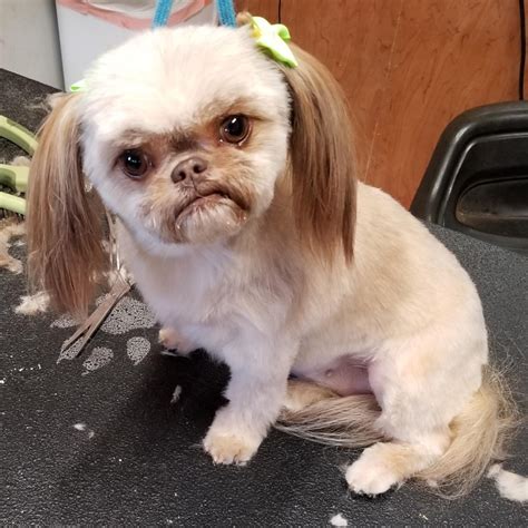 One of my grooming customers, her name is Lugnut, she's a shih-tzu chihuahua mix and one of my ...