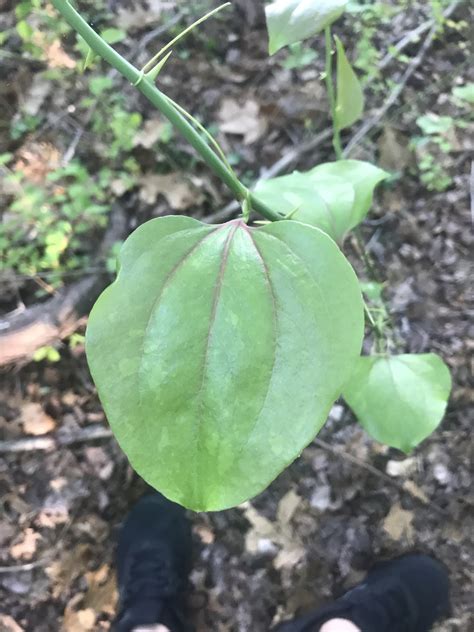 Maryland Biodiversity Project - Common Greenbrier (Smilax rotundifolia)