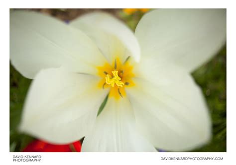 White tulip flower (III) · David Kennard Photography