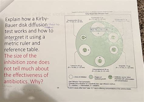 Solved Explain how a Kirby-Bauer disk diffusion muán tántest | Chegg.com