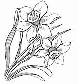 Narcissus coloring Pages To Download And Print For Free sketch template
