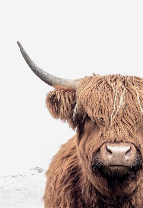 Highland Cow Print Bull Print Cow Photography Print Cow - Etsy Australia | Highland cow art, Cow ...