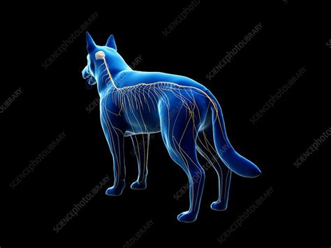 Dog nervous system, illustration - Stock Image - F028/0079 - Science Photo Library