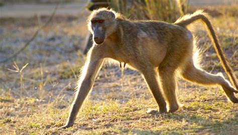 The Natural Habitat of Baboons | Animals - mom.me