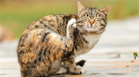 Cat Scratching Ears Until They Bleed: Why & How to Help