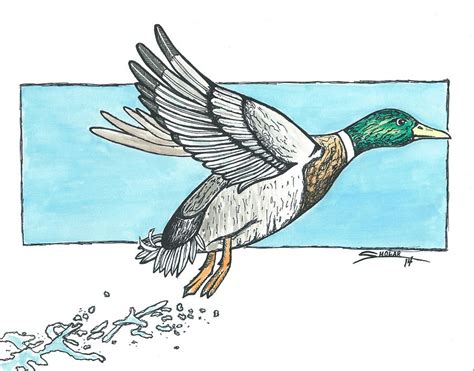 Mallard Duck Drawing by Alex Sholar - Fine Art America