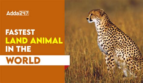 Fastest Land Animal in the World, List of Top 10