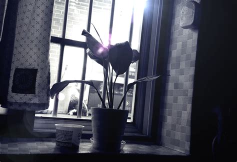 Free Images : semi basement, sunshine, black and white, window, flower, plant, monochrome, still ...