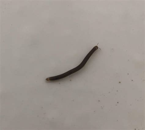 [SoCal] Drain fly larvae? : r/whatsthisbug