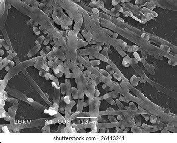 Mycelium Of Fungi