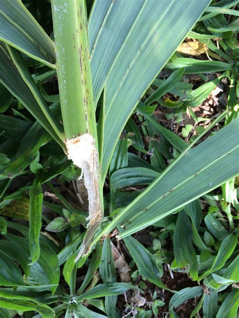 Manila palm: Rat feeding injury to petioles | Such leaves fa… | Flickr