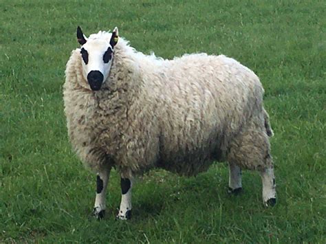 Sheep For Sale – Kerry Hill Sheep Society