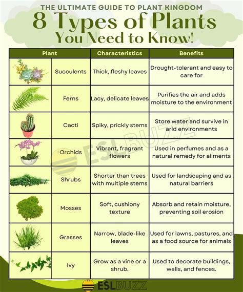 Types Of Plants Pictures And Names - Infoupdate.org