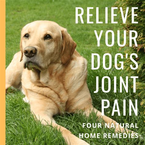 Natural Remedies and Relief for Dogs With Arthritis, Joint Pain, Hip Dysplasia, and Shoulder OCD ...