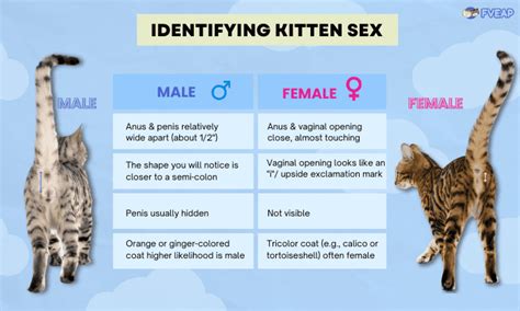 Kitten Gender Identification Pictures | Hot Sex Picture