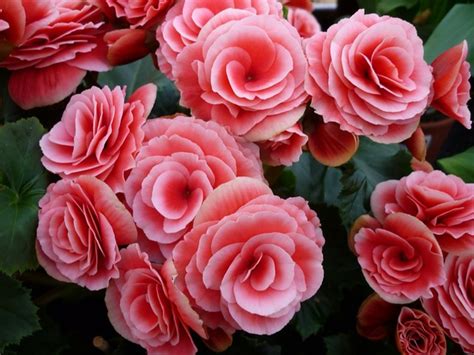 How to Care for Tuberous Begonias - Dengarden