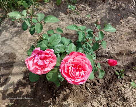 Grow A Rose Garden From Cuttings In Water – Exhale And Enjoy Life