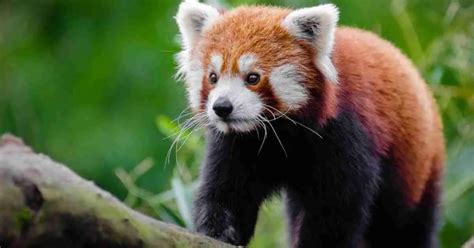 Red Panda Behavior - AnimalBehaviorCorner