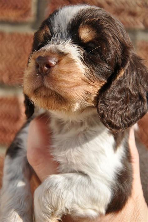 (English Cocker Spaniel) | englishcockerspaniel | Pinterest