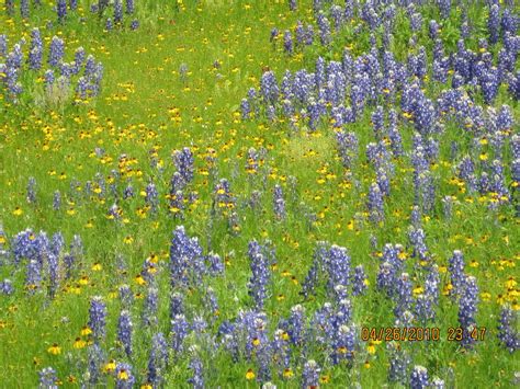 Texas Hill Country Spring 2010: Texas Hill Country Wild Flowers