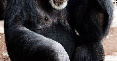 Chimpanzees in Context: Behavior, Cognition, and Welfare | Psychology Today