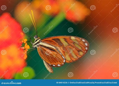 Beautiful Orange Butterfly Zebra Longwing, Heliconius Charitonius. Butterfly in Nature Habitat ...