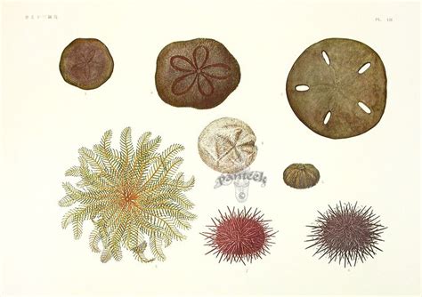 Sand Dollars and Sea Urchins