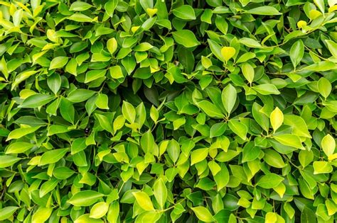 Premium Photo | Green bush texture