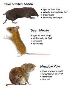 what voles eat : voles