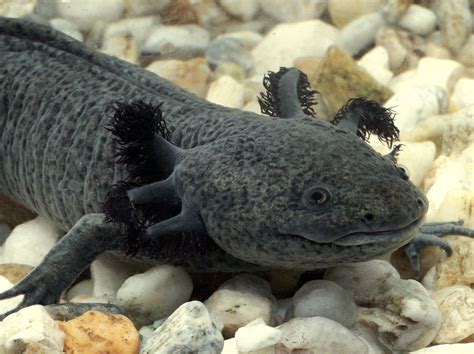 Axolotl (Ambystoma mexicanum) | Axolotl, Axolotl cute, Amphibians