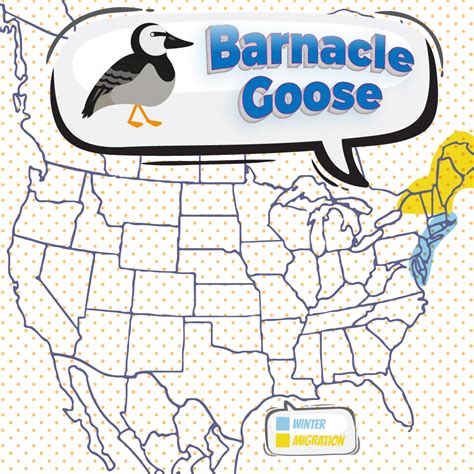 Barnacle Goose - Bird Watching Academy