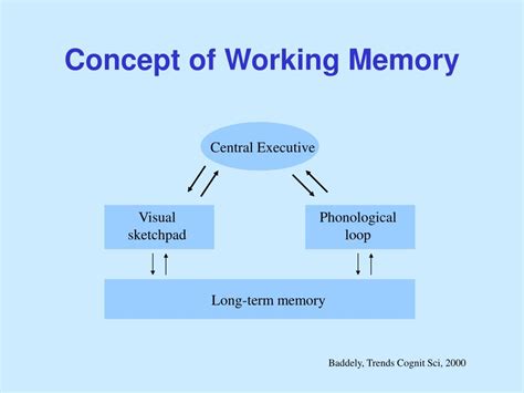 PPT - Visual Working Memory PowerPoint Presentation, free download - ID:7084194