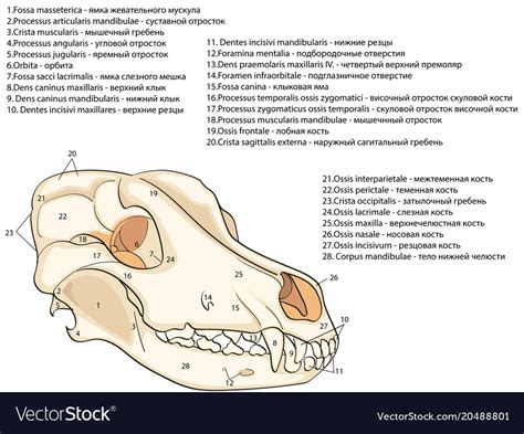 Skull of a dog structure of the bones Royalty Free Vector