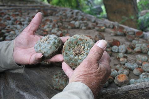 In The Only State Where Selling Peyote Is Legal, The Cactus Is Threatened And Still ...