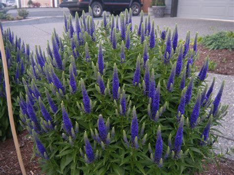 Veronica spicata 'Royal Candles' Flowers Perennials, Perennial Plants ...