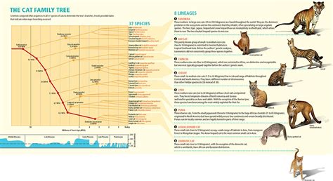 Origin of the domestic cat