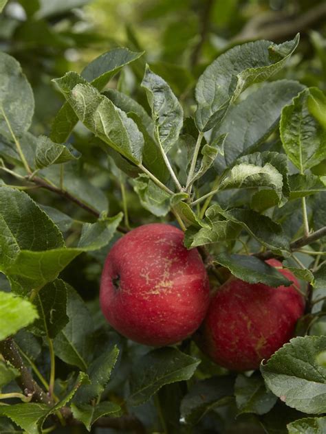 Growing fruit in pots: how to plant and care for container grown fruit | Gardeningetc