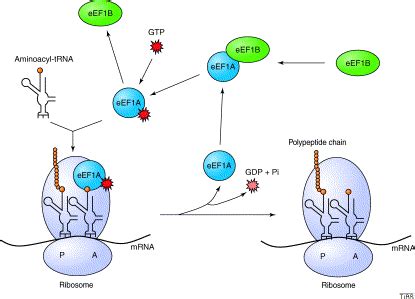 Translation factors: in sickness and in health: Trends in Biochemical ...