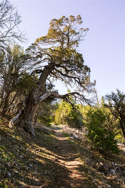 Hiking Trails in Utah's Logan Canyon | Visit Utah